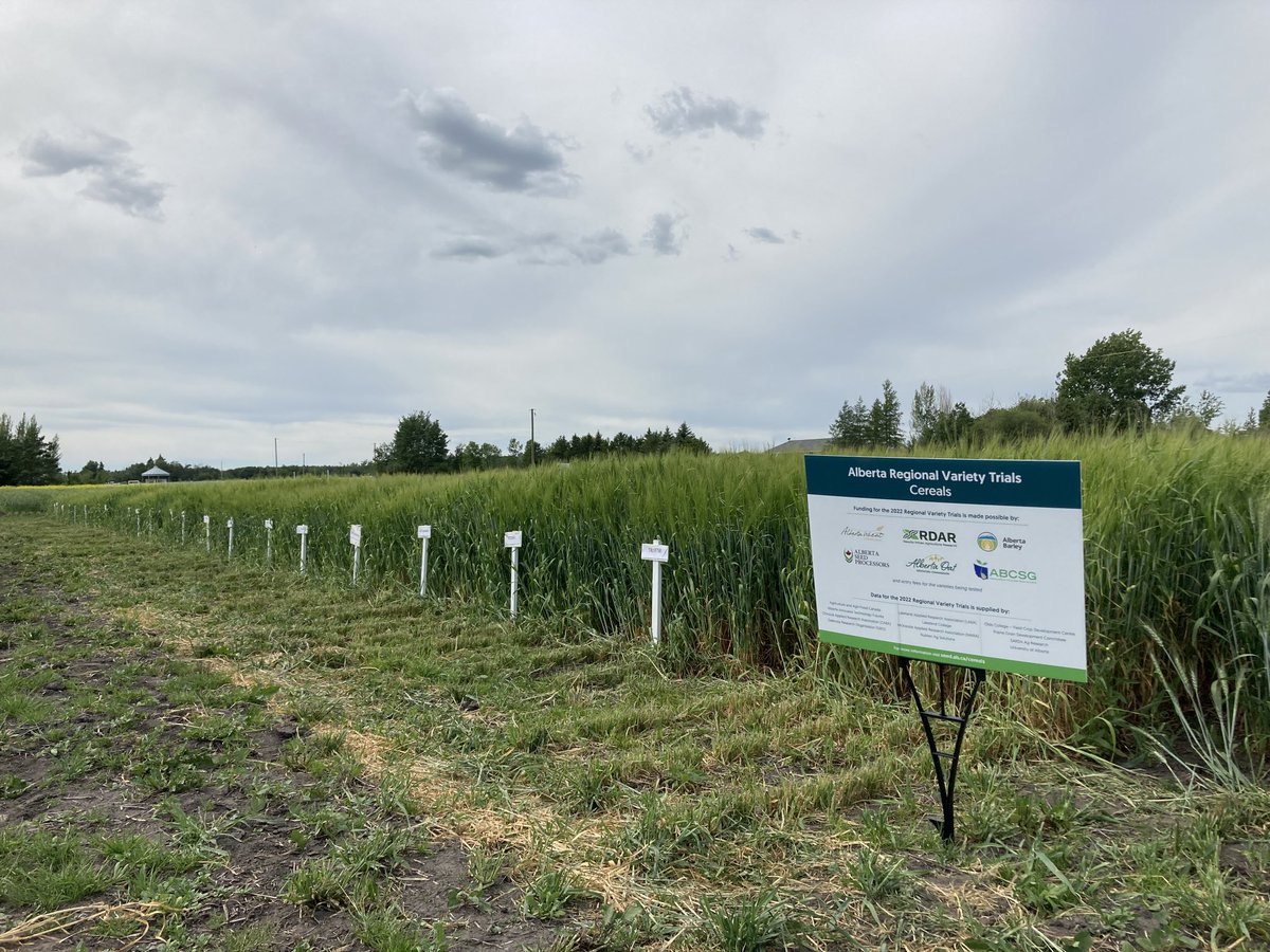 Sheri Strydhorst (@sheristrydhorst) on Twitter photo Cereal RVTs looking nice at LARA near Bonnyville! These trials provide unbiased local data on variety performance throughout AB. Results r published @ seed.ab.ca <a href="/RDARAlberta/">RDAR (Results Driven Agriculture Research)</a> @AlbertaBarley @AlbertaWheat <a href="/ABSeedGuide/">Alberta Seed Guide</a> <a href="/abseedpro/">AB Seed Processors</a> Cereal RVTs looking nice at LARA near Bonnyville! These trials provide unbiased local data on variety performance throughout AB. Results r published @ seed.ab.ca <a href="/RDARAlberta/">RDAR (Results Driven Agriculture Research)</a> @AlbertaBarley @AlbertaWheat <a href="/ABSeedGuide/">Alberta Seed Guide</a> <a href="/abseedpro/">AB Seed Processors</a>