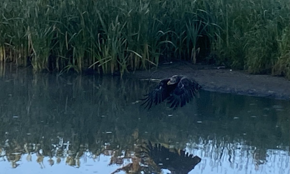 There’s a juvenile Bald eagle ⁦<a href="/thewinstongc/">The Winston GC</a>⁩ checking out ⁦<a href="/WinstonTurf/">The Winston Turfcare</a>⁩ ⁦<a href="/AudubonIntl/">Audubon Int'l</a>⁩ ⁦<a href="/BirdsofTurf/">BirdsofTurf</a>⁩