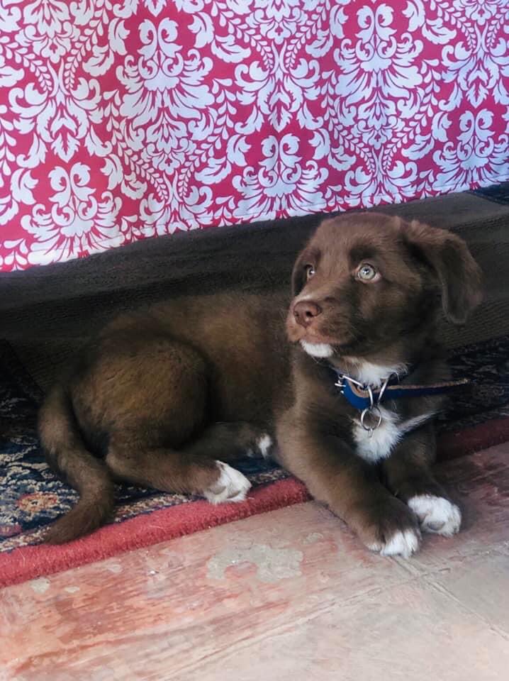 AleCruz2290's tweet photo. @MecheColinG @JLEspinozaN ¡Bonita tarde! 
Le presento a mi mejor amigo de 4 patas 🐾 ❤️ https://t.co/o0VCx0pcar