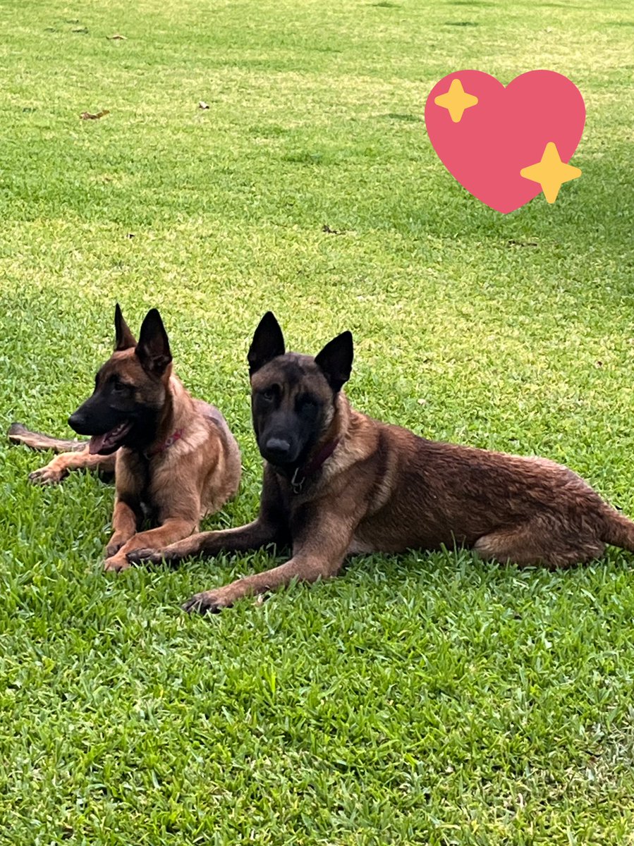 perlamar76's tweet photo. Feliz día del amigo perruno!!! Máximo y DRAKO https://t.co/92TlyWTWEc
