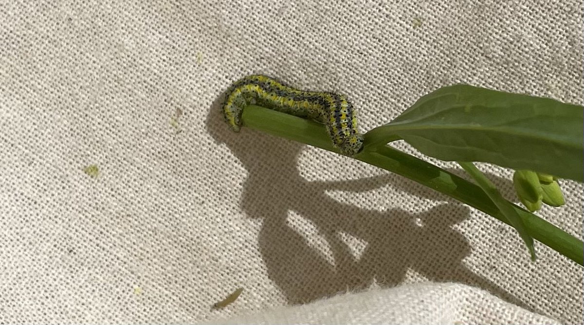 agra_ham's tweet photo. Had a few new buddy’s today 

Does anyone on bug Twitter know what they could be?
#WUAcademy #yaybugs #westcdnag @WinFieldCanada @GMacsAgTeam https://t.co/MYrI2uBvYM