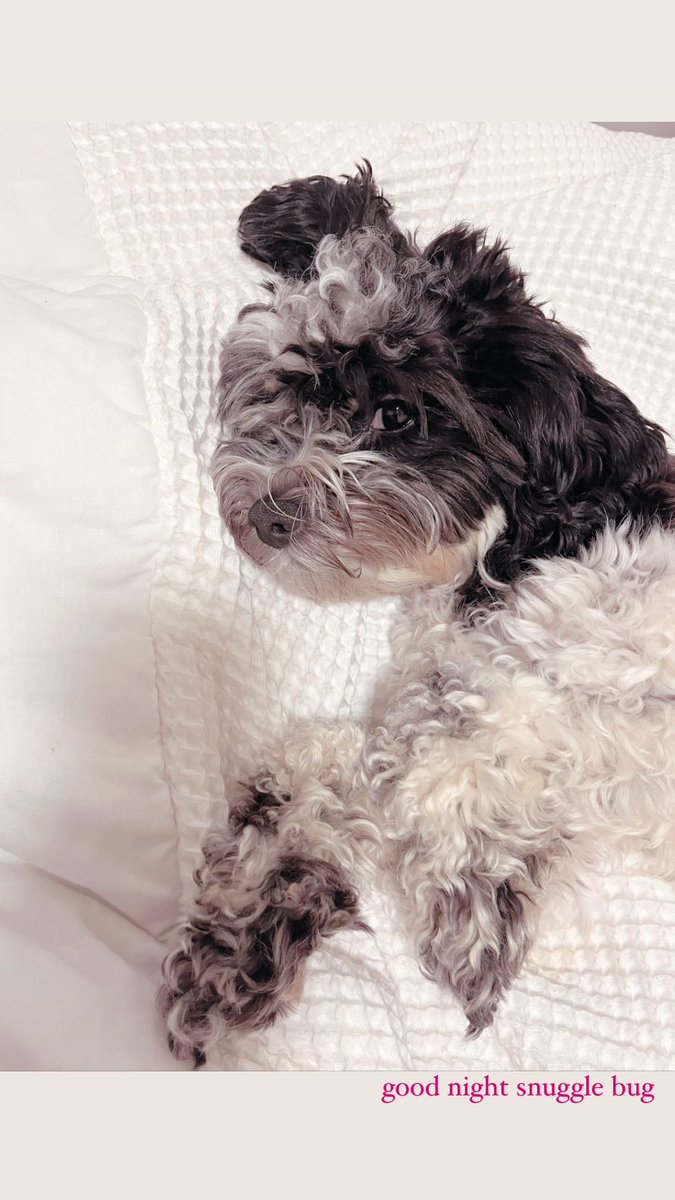 sarahsaute_ugc's tweet photo. @diorrr999 Phoebe is pretty cute 🐶 🤩 💗 https://t.co/HbVBn59oXM https://t.co/fklmMOKhZ2