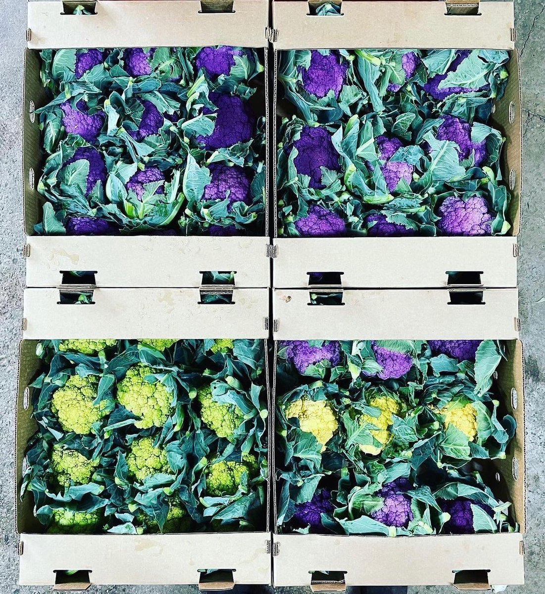 Bluebs!🫐 These highbush blueberries are a summertime favourite from Barrie Hill Farms. Sweet, earthy &amp; woodsy, these beauties are now available along Top Tomato globe artichokes, Lennox  Farms  romanesco, and purple and green cauliflower!  hubs.li/Q01hlvCW0