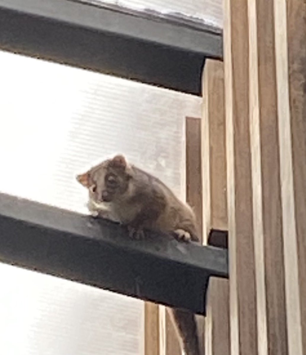 Rosalyn_Thomas's tweet photo. Looking forward to a great day of connecting and learning at the #AISNSWGeographyconference - even the locals want to join! #residentpossum #Geographiesofimpact @AISNSW @tarongazoo https://t.co/vAh02Ku86d
