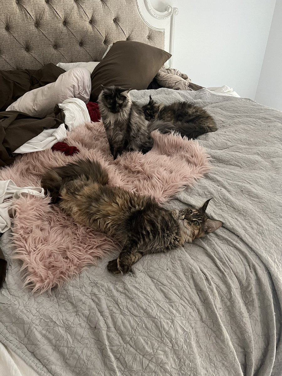 BellatrixMco's tweet photo. #CatsofTwittter #CatsOnTwitter #CatsForVets Kittens are now 6 months. 😻😻😻 https://t.co/cybcD0ijUR