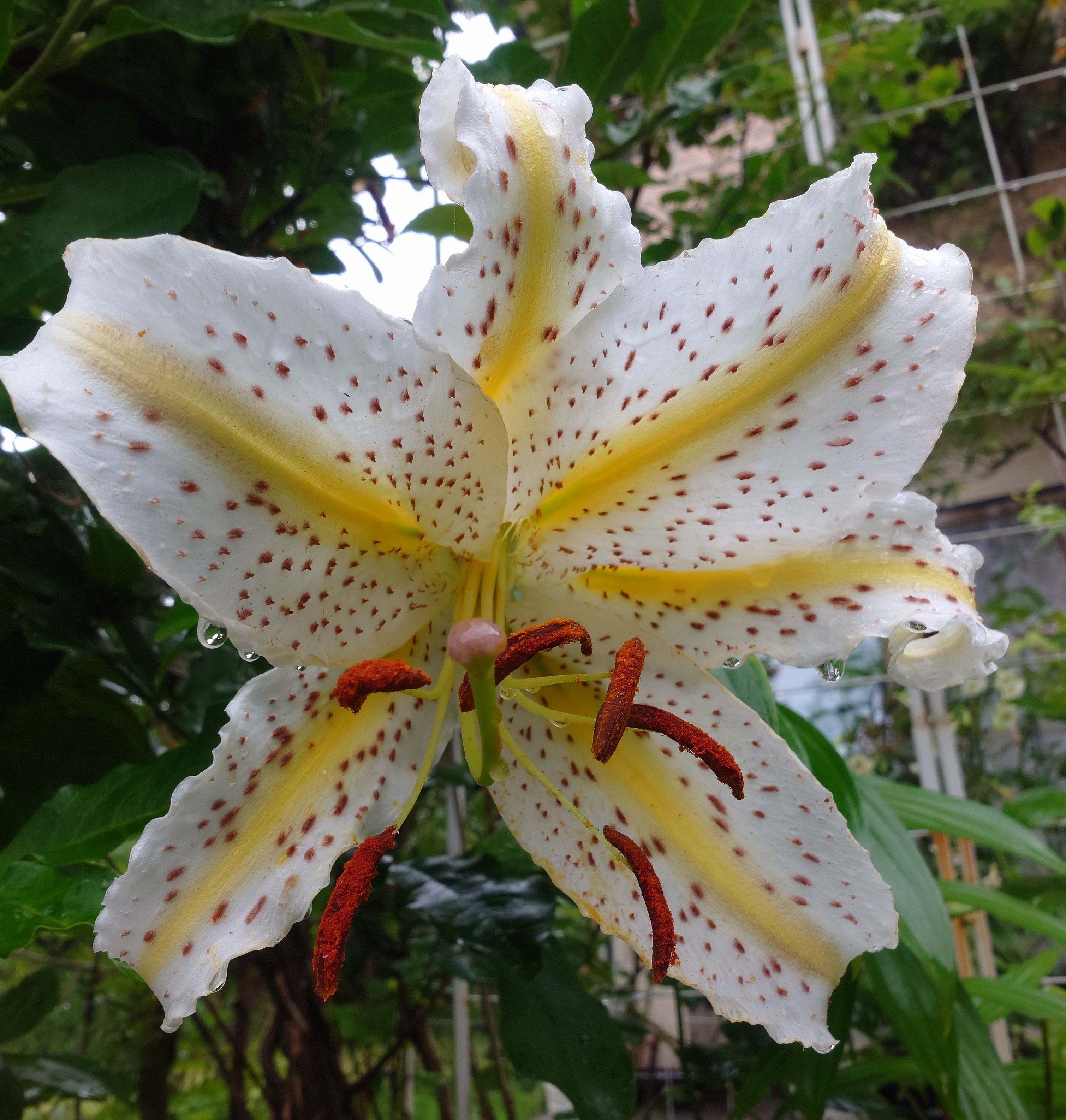 ベンジャミン ブリテン Twitter Search Twitter