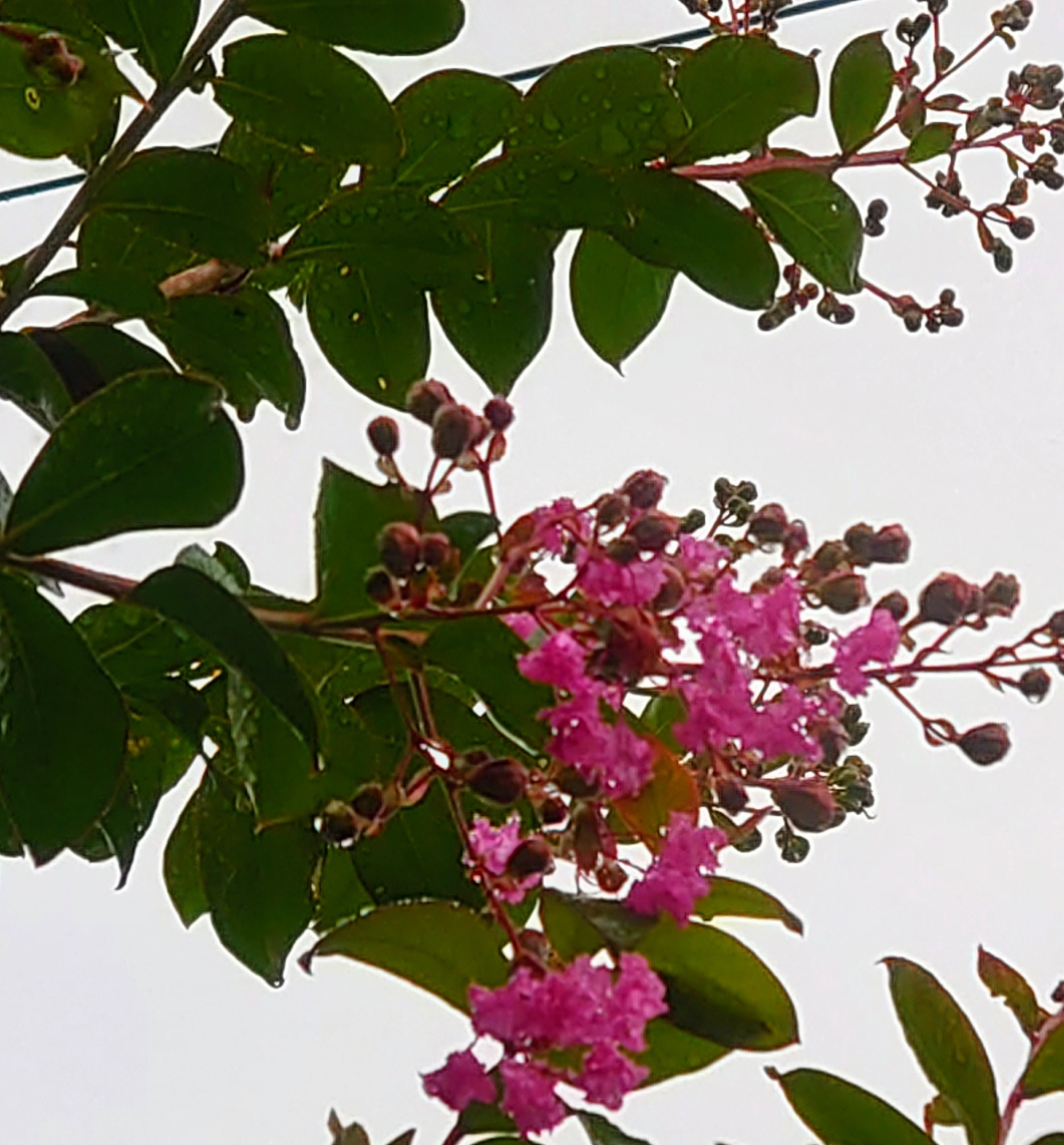 ベンジャミン ブリテン Twitter Search Twitter