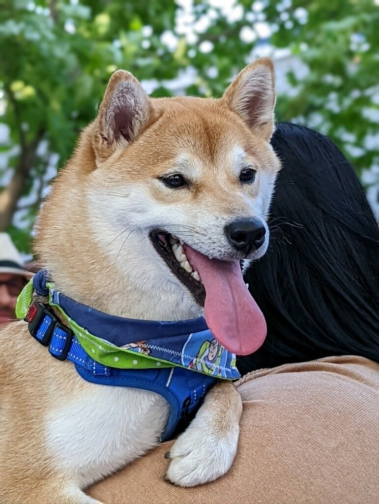 MarioCastaned18's tweet photo. Happy Dog day! #shiba https://t.co/tOPxFRgvZU
