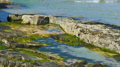 AlakaraC's tweet photo. Algae in the intertidal zone use carbon dioxide for photosynthesis. They help balance #oceanacidity by releasing enzymes that break down carbon dioxide into bicarbonate ions. Without enough enzymes to form bicarbonate, the CO2 in the water increases, thus increasing the #acidity. https://t.co/2nfMYPPveE