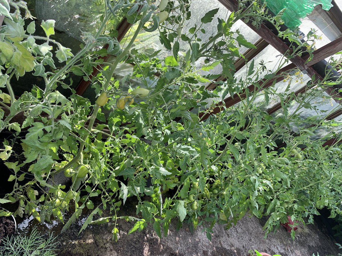 Grow your own food …. It’s all coming along very nicely considering I almost didn’t plant anything. 
When my father passed away earlier this year, I wasn’t sure I would grow anything this season. 
But growing is also therapy, good for body &amp; soul.