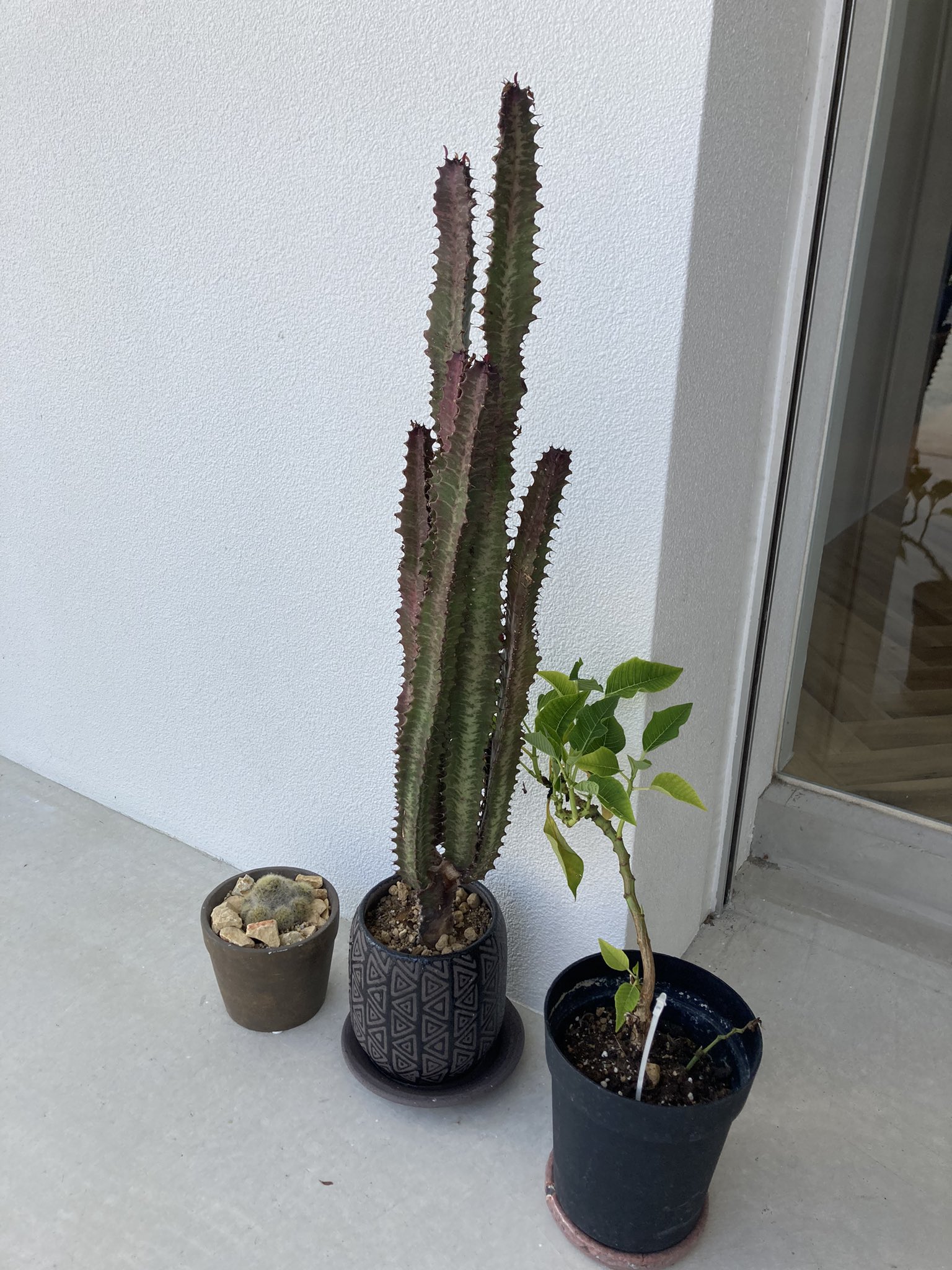 Shohei おはようございます サボテン 枯れない花 燃える心 偉大 暖かい心 水が少ない乾燥した土地でも育つことから 枯れない愛 という花言葉があるそうです 薔薇の代わりにサボテンあげてもいいんじゃないかと思うくらい良い意味ですね Shohei おはようございます サボテン 枯れない花 燃える心 偉大 暖かい心 水が少ない乾燥した土地でも育つことから 枯れない愛 という花言葉があるそうです 薔薇の代わりにサボテンあげてもいいんじゃないかと思うくらい良い意味ですね