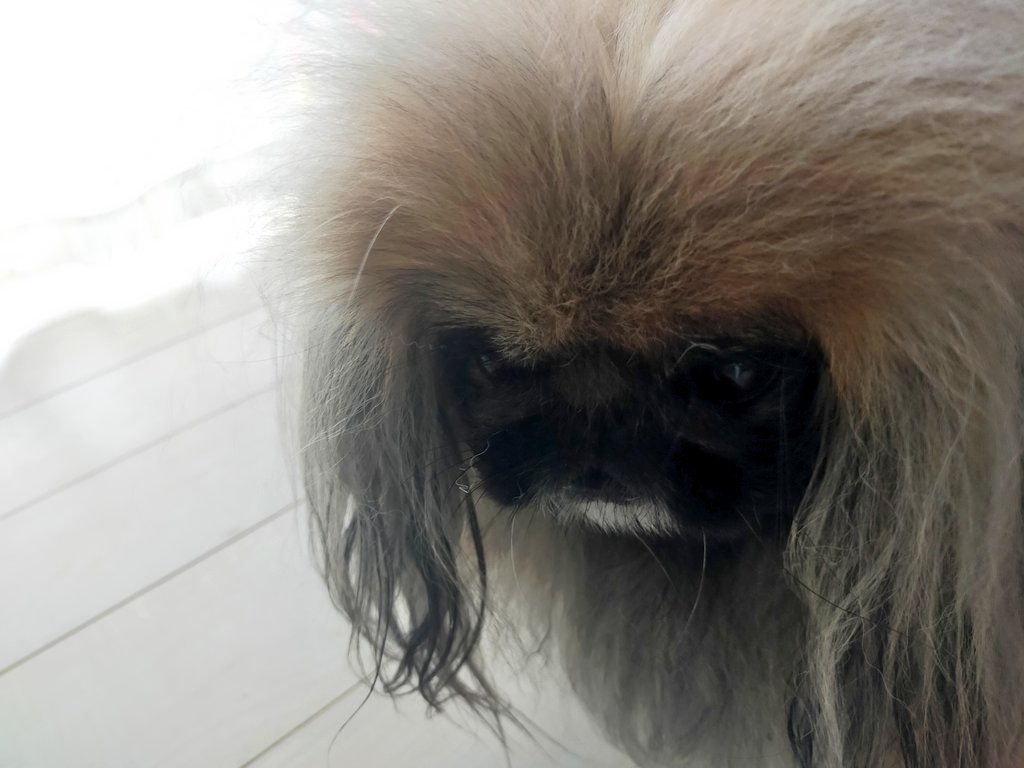 kanpekingese tweet picture