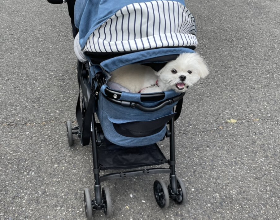 今日の挟まるマルペキこと「ハサマルペキ」さん