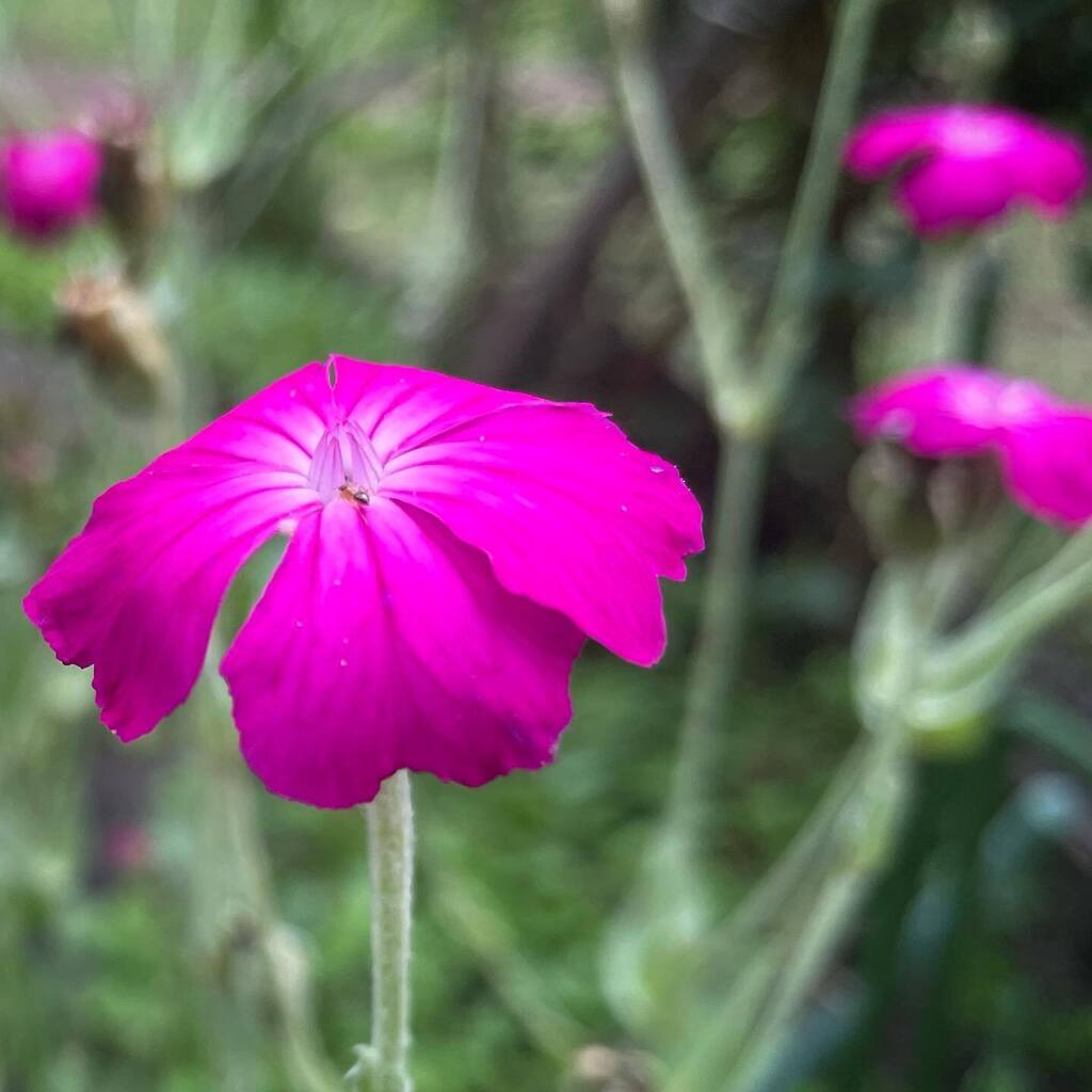 ケロ スイセンノウ スイセンノウの花 Pink Flowers Flowerstagram Flowerstagram Flowerphotography Flowerlovers Nature Naturephotography Naturelovers 道端の花 野尻湖 T Co Zngmllx7la Twitter