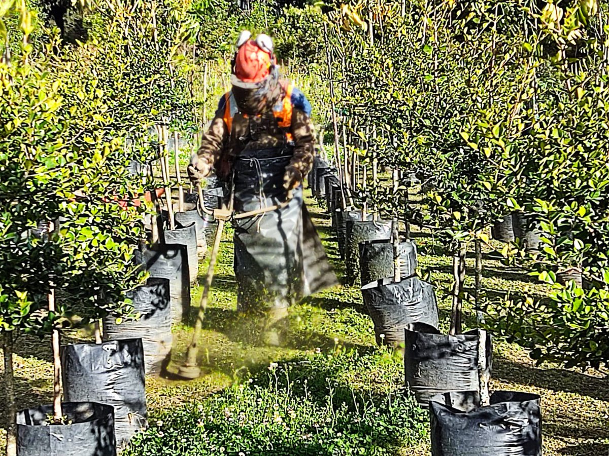 ObrasQuito's tweet photo. 🌺Cuidamos nuestras jardineras🌺

En los cuatro viveros de la ciudad hacemos un trabajo minucioso de control y preservación de las especies con:

💦 Riego de plantas
🌬️ Preparación de sustrato
🌿 Deshierbe de árboles

#PorUnQuitoDigno
@santiguarderas https://t.co/pY716UvRb8