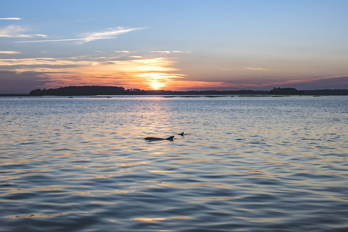 The Bluff’s waterways offer sparkling views and wildlife encounters unlike those you experience from the land.🐬