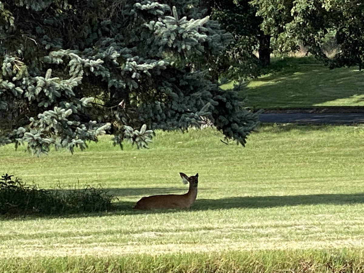 KennethWWitwer's tweet photo. One standard deer…@NIST…in the shade! Great to visit Wyatt Vreeland and discuss #FieldFlowFractionation on a very hot day https://t.co/yLRmiXyHFA
