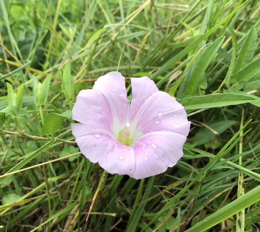 تويتر Tanfuku0522 على تويتر 今日の花 ゴミ捨ての途中のあぜ道に 朝露に濡れて咲いてました 花言葉 絆 縁 楽しい 思い出 つるが巻きついて離れないことから 絆を連想させ 夏に花を咲かせ 夏を楽しむ人々の事や夏の思い出を表してるそう でも 実は 要注意 تويتر Tanfuku0522 على تويتر 今日の花 ゴミ捨ての途中のあぜ道に 朝露に濡れて咲いてました 花言葉 絆 縁 楽しい 思い出 つるが巻きついて離れないことから 絆を連想させ 夏に花を咲かせ 夏を楽しむ人々の事や夏の思い出を表してるそう でも 実は 要注意
