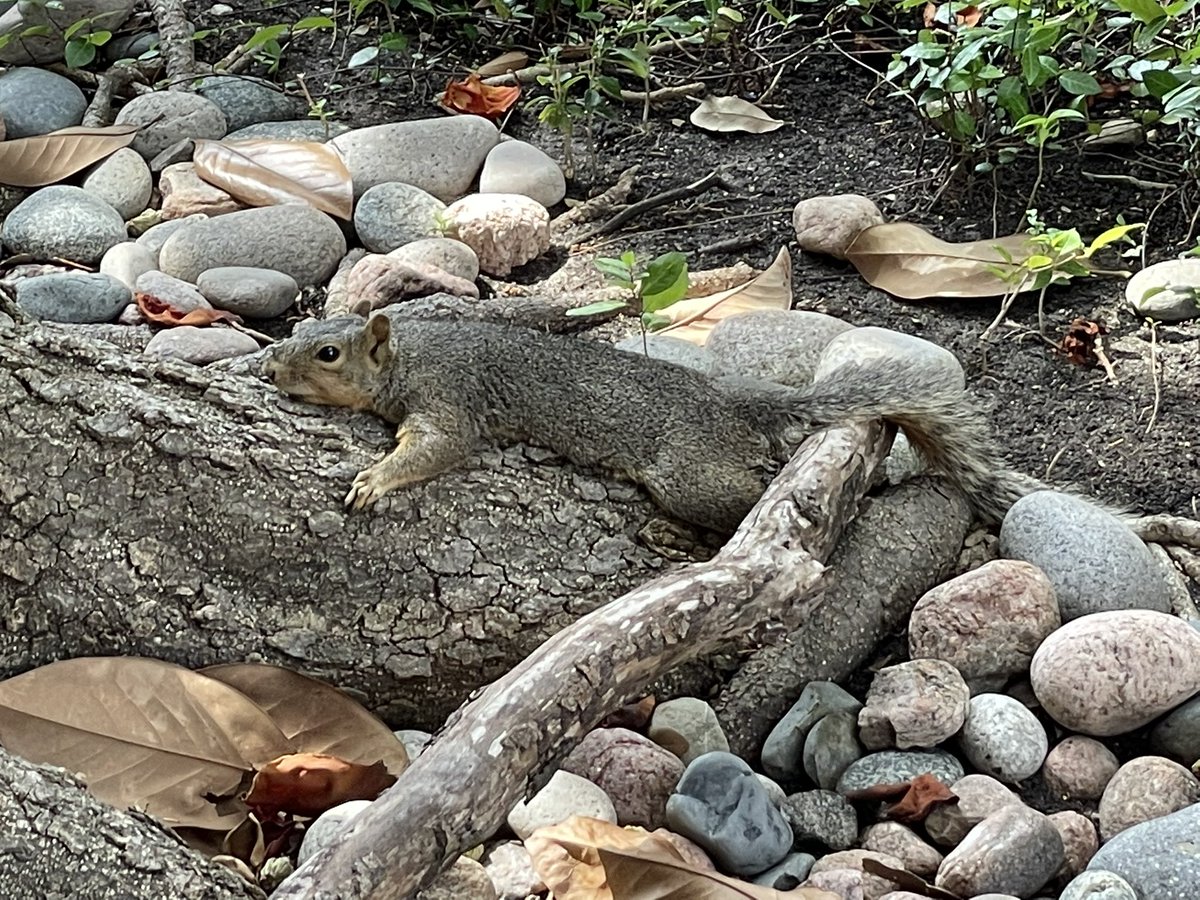 So it almost hit 43 C here yesterday. That resulted in local squirrels “melting” and not really being interested in running away.  This guy was sprawled on a tree root three feet from my front door.