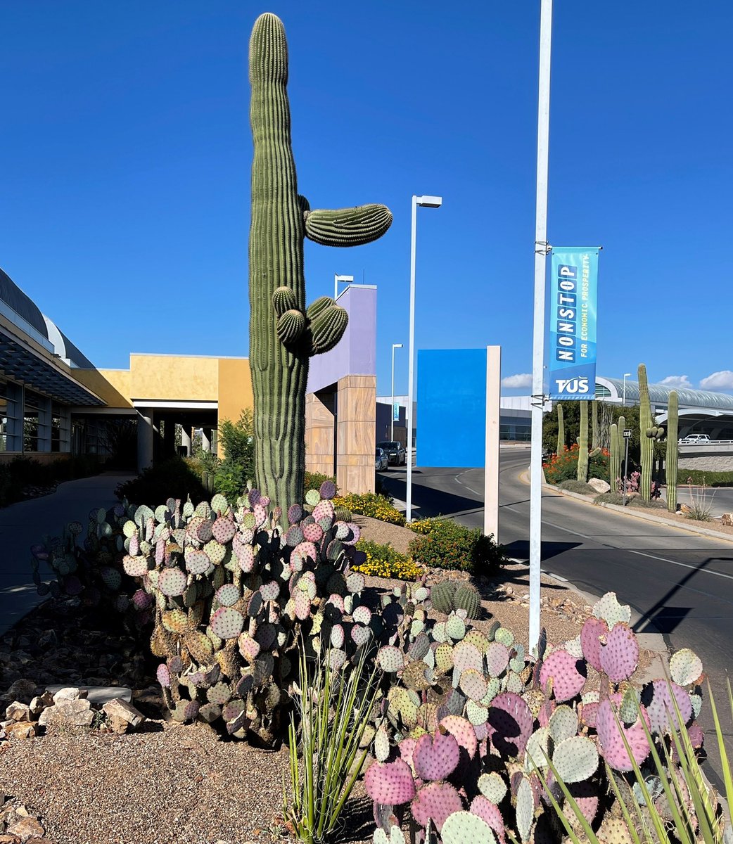 TucsonAirport's tweet image. You know you’re in #Tucson when you step out of TUS and see cactus like this  🛬😎🌵

…or maybe it’s the heat. Yea, on second thought, definitely the heat this time of year 🥵🏜☀️ #WelcomeToTucson #azwx #NonstopForTucson