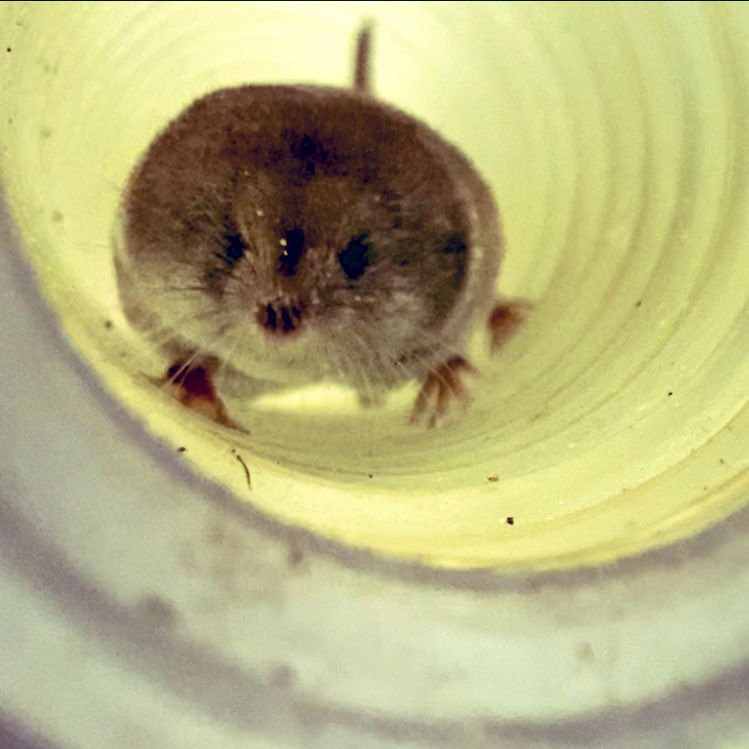 Cecilia Baldoni tweet media