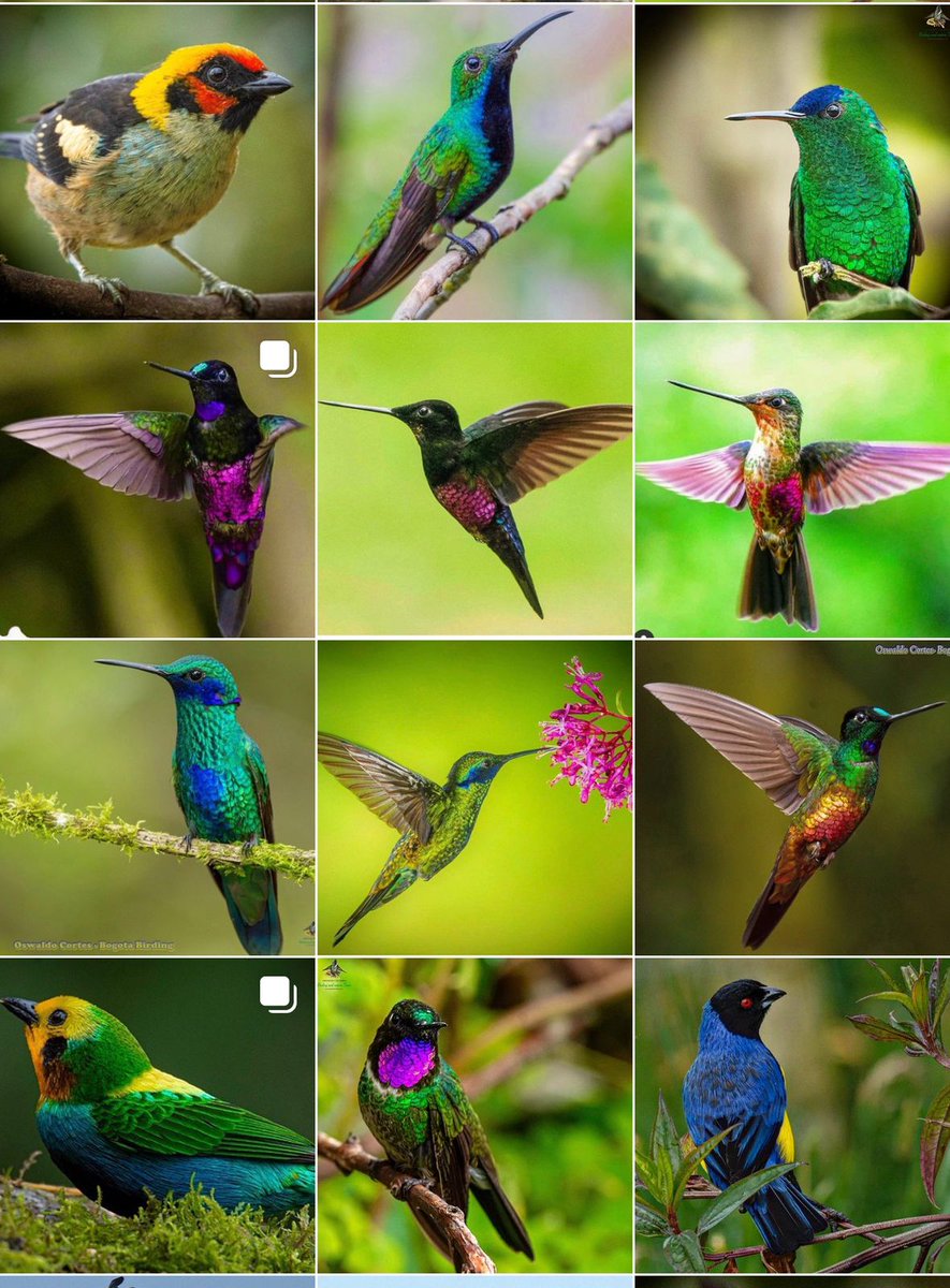 These are the colors from Colombia!!!
Birding, Wildlife, Photography, Botanic, Butterflies, Culture and History.
Write us!
bogotabirding.com/nextdepartures/
#bogotabirding #hummingbirdphotography #birdwatchireland #birds_captures #birdstreetuk #birds_adored #birdselite #birdwatchersdigest