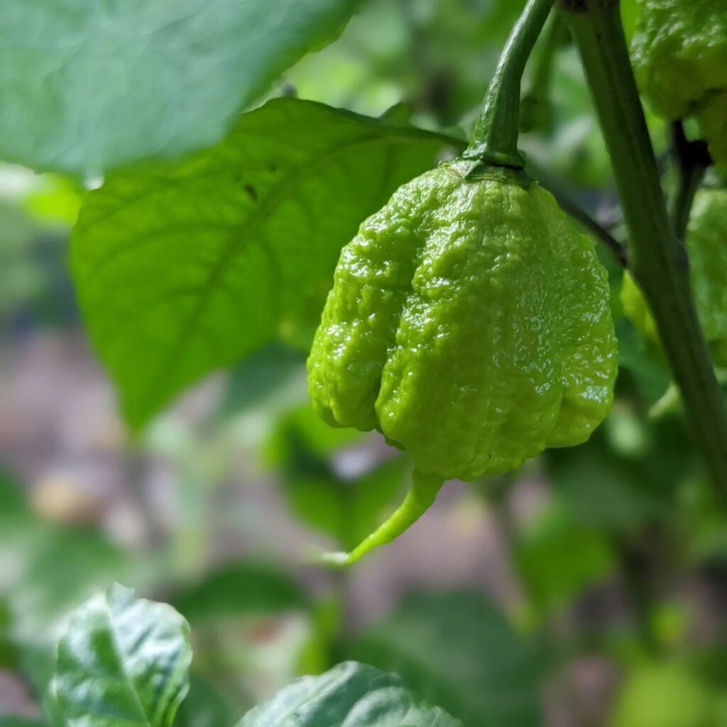 PasteyBean's tweet photo. Ready for some Reapers to ripen! https://t.co/Q9BOUWWZcb https://t.co/SYp1YKG1AT