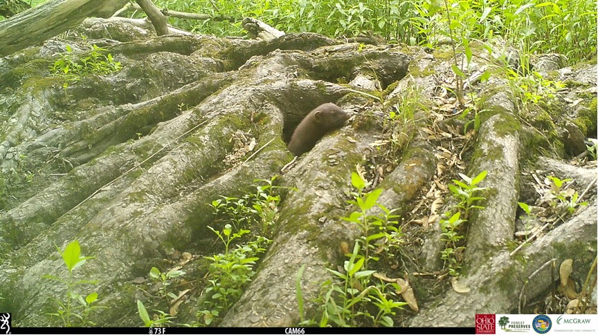 These are some of our favorites from our recent batch of camera trap photos. It looks like everyone is out enjoying the sunshine!