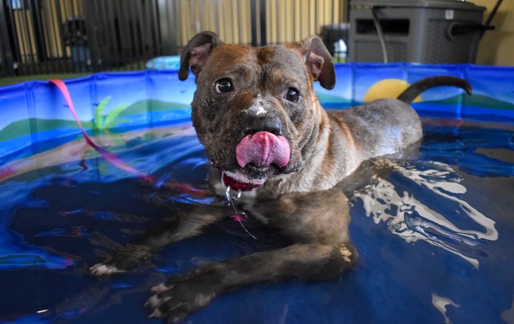 PeggyAdamsARL's tweet photo. Our Animal Care team loves spoiling our animals with activities, treats, and interaction to keep up their spirits during their stay with us. Donate items from our Summer Fun wishlist to help us continue these enriching activities for our animals! https://t.co/uhQJu7ncpz https://t.co/OsYcSV8Ns7