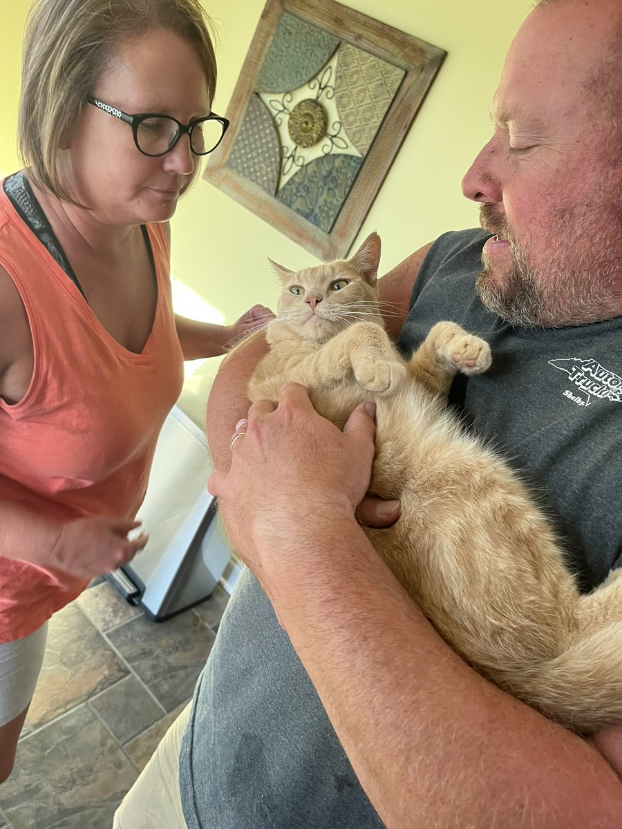 taylorakale's tweet photo. When your parents claim “these aren’t my cats” but you see it differently https://t.co/YImRwLQBd3