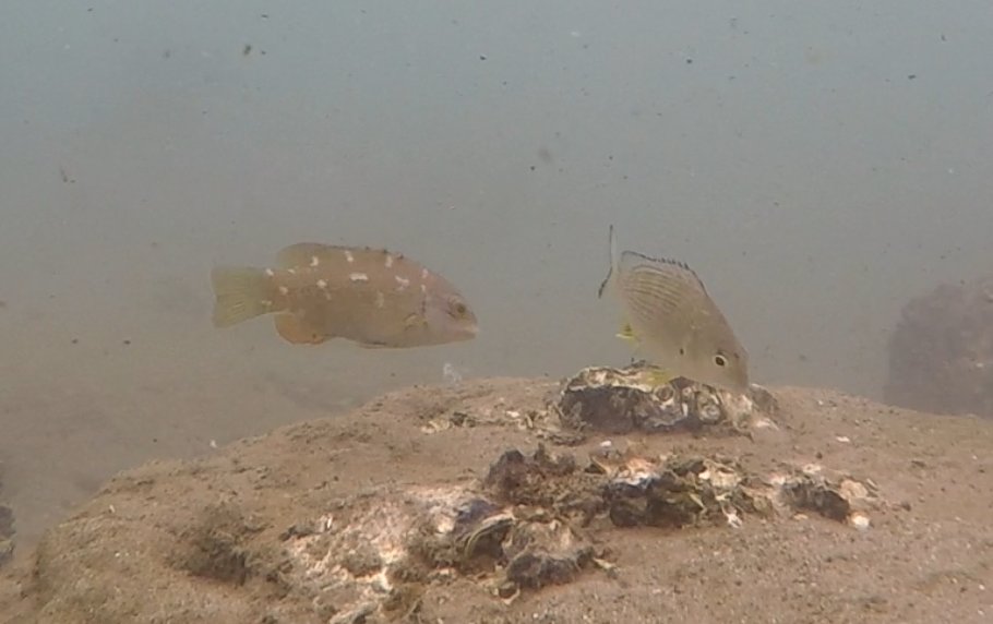 Christopher Pine (@chrisundrthesea) on Twitter photo One of Australia's most friendly + iconic fish 🐟the Eastern Blue Groper 🐟has been found using threatened #OysterReefs🦪as a potential juvenile habitat! Check out our ‼️ new paper ‼️ in Ecology here: doi.org/10.1002/ecy.38… <a href="/ESAEcology/">Ecology</a>
1/2
<a href="/katie_erick/">Katie Erickson</a> <a href="/willfig/">Will Figueira</a> <a href="/DR_GRIB/">Paul Gribben</a> One of Australia's most friendly + iconic fish 🐟the Eastern Blue Groper 🐟has been found using threatened #OysterReefs🦪as a potential juvenile habitat! Check out our ‼️ new paper ‼️ in Ecology here: doi.org/10.1002/ecy.38… <a href="/ESAEcology/">Ecology</a>
1/2
<a href="/katie_erick/">Katie Erickson</a> <a href="/willfig/">Will Figueira</a> <a href="/DR_GRIB/">Paul Gribben</a>