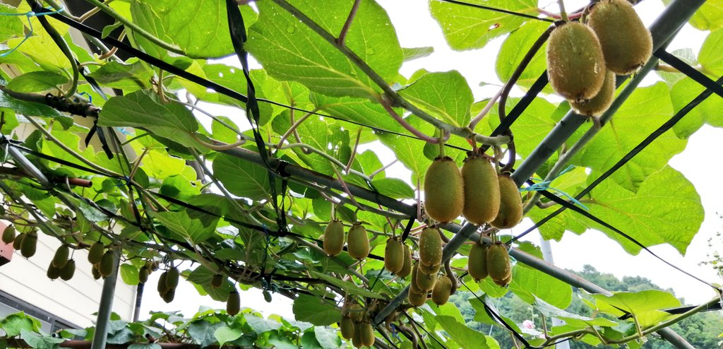 キウイ栽培 Twitter Search Twitter キウイ栽培 Twitter Search Twitter