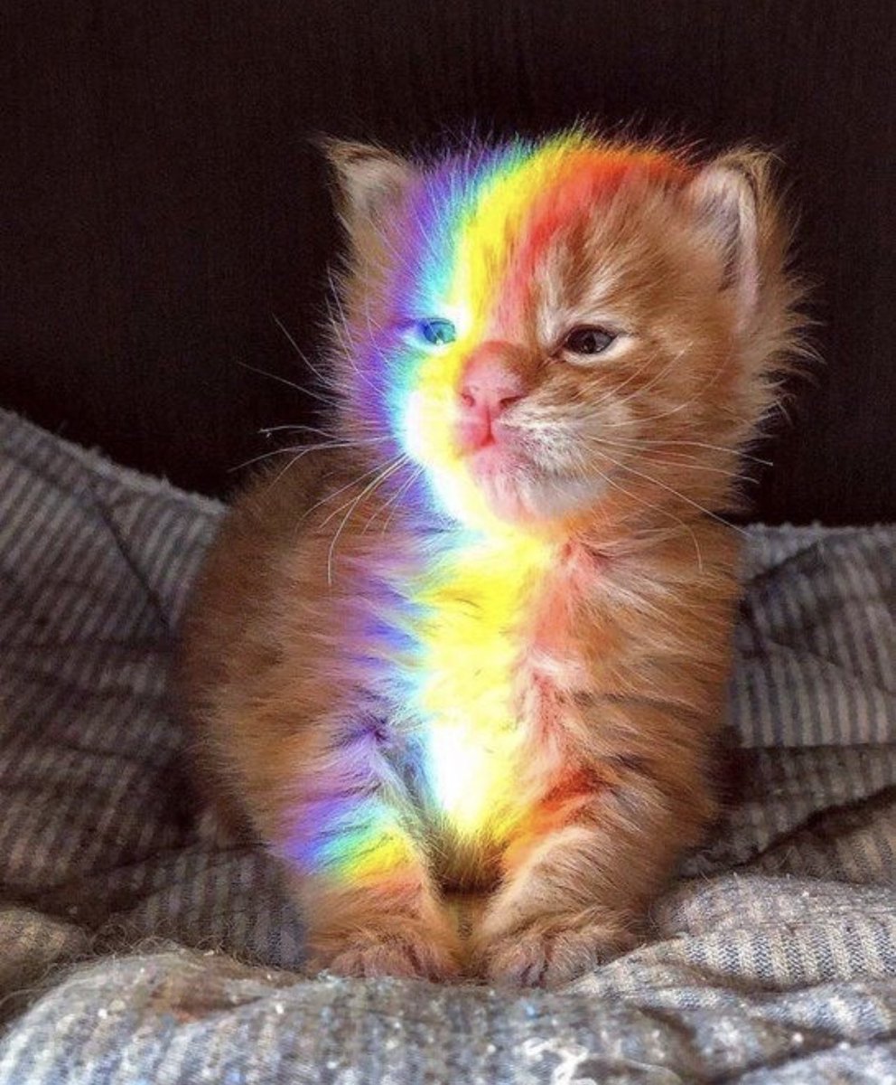 kapebeansies's tweet image. 