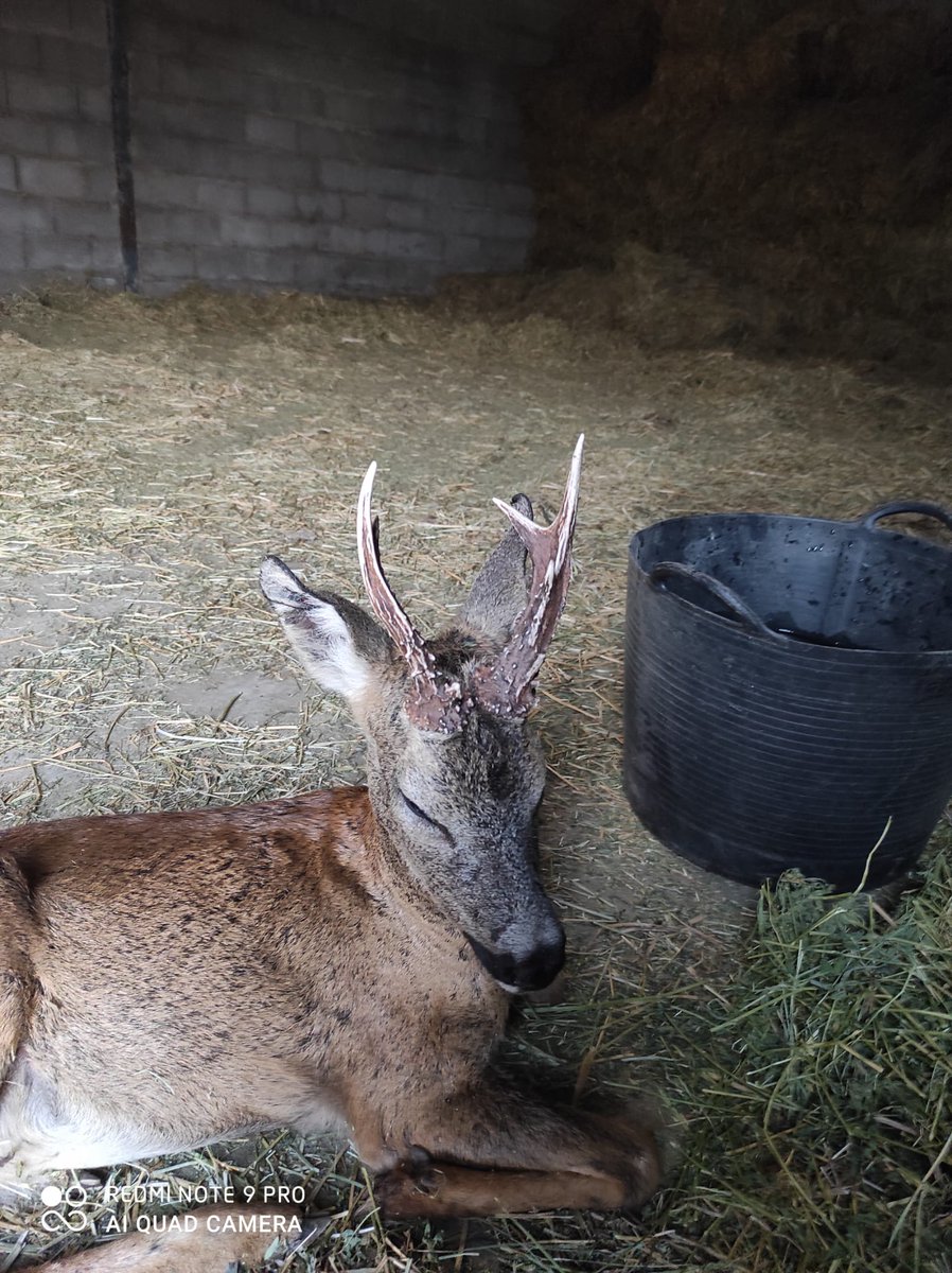 INFOCYL's tweet photo. A petición popular, os dejamos la 2ª parte:
Ha sido atendido por los veterinarios, se encuentra en buenas manos y ahora lo que necesita es descansar.
Se van a encargar de su recuperación los Celadores de Medioambiente #CMA en "El Casal".
Os iremos informando sobre su evolución 💪🏼 https://t.co/yt9nksYsVL