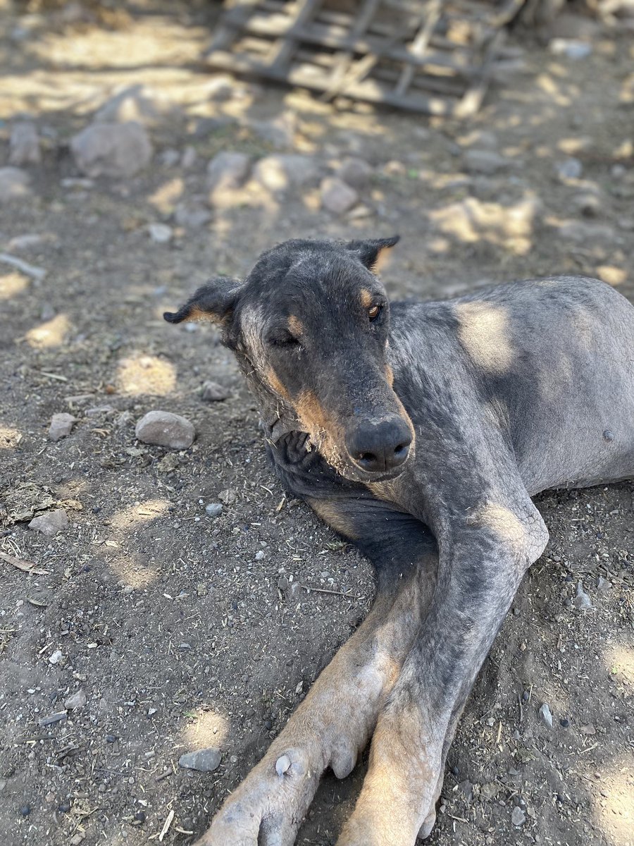 “Hola a todxs. Yo me llamo Bronco. Vivía en la carretera y me atropellaron un par de veces 😞, me dolió mucho, pensé que me iba a morir de dolor, pero no me morí. Era difícil conseguir comida, a veces había en la basura. Muchas veces pensé que iba a morir de hambre, pero tampoco