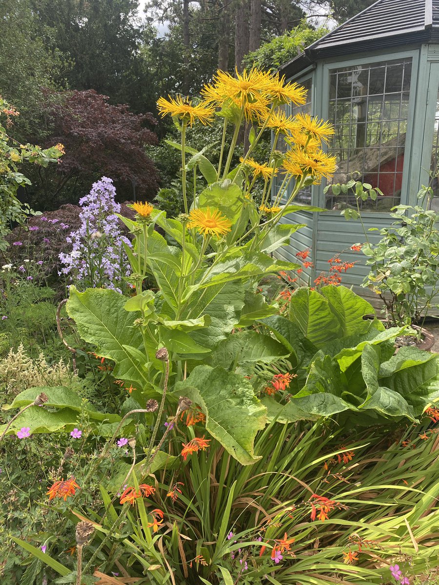 ElizAthertonSop's tweet photo. I really, really love my #Inula. And so do the bees! 🐝🐝🐝
#FlowersOnFriday #Flowers #Gardening #FlowerHunting https://t.co/nQKOzwhQzt