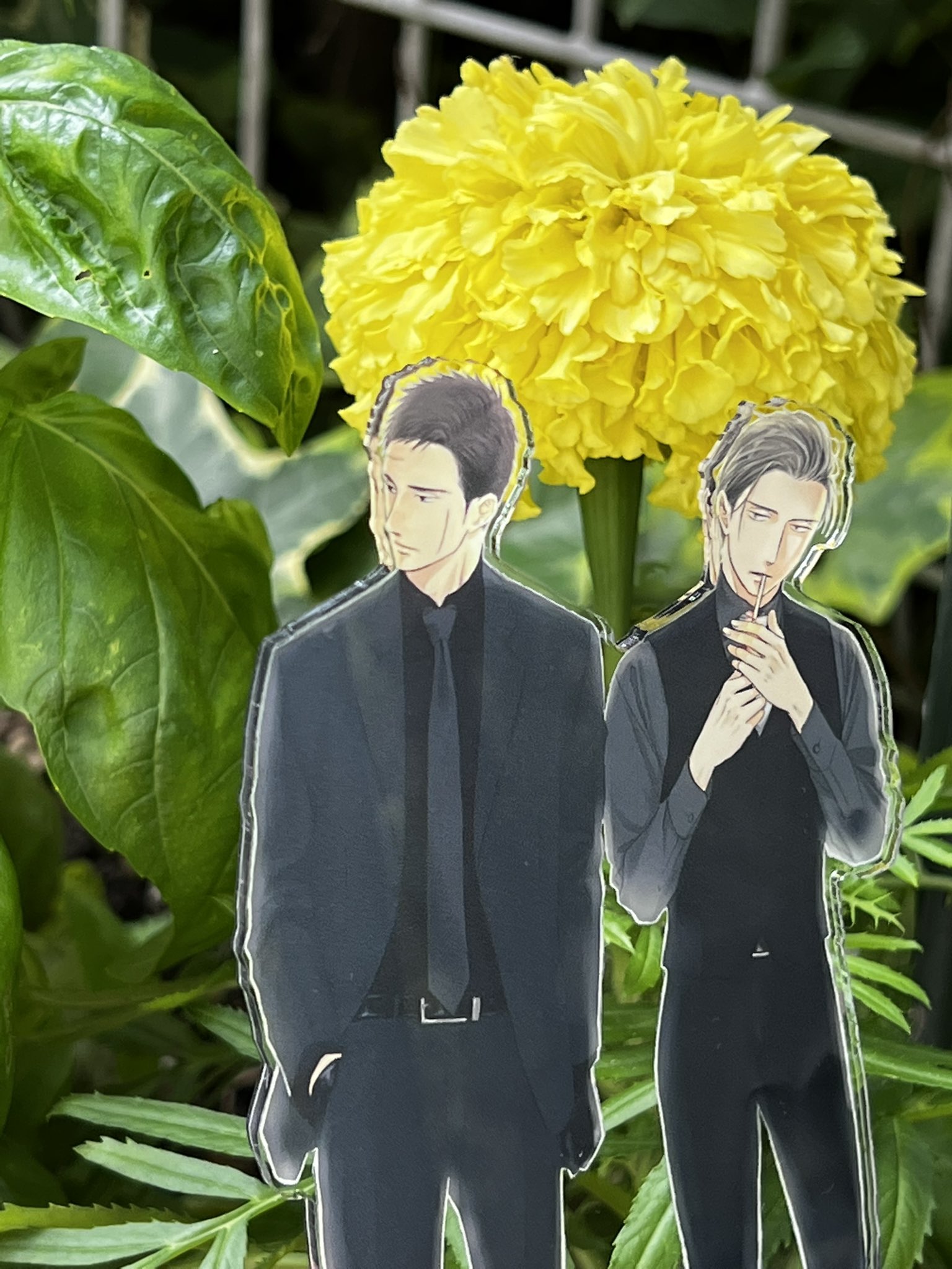 溺愛中 百目鬼君の誕生花 10 28 アフリカンマリーゴールド やっと季節になって 手に入ったので お庭にお迎えしました 花言葉は 逆境を乗り越えて生きる 絶望を乗り越えて生きる アフリカンマリーゴールド 花言葉 誕生花 百目鬼力 アクスタ