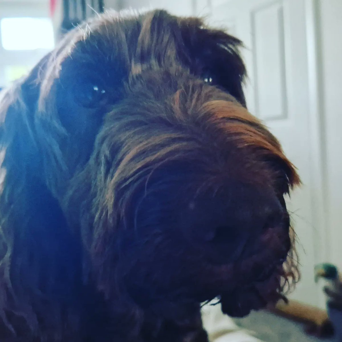 wendyadventures's tweet photo. I am back! 👣🙋♀️
Oh, how I have missed this girl.
(And all my other #sussex dog and cats customers of course 😉)
#anotheradventure #bloggingcommunity #writingcommunity #pageturnerawards https://t.co/lcA0X8QTf2