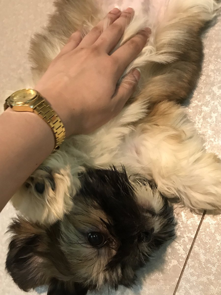 Sturdyyy151's tweet photo. Run free Zebi 😢 https://t.co/UfnjByFVxT