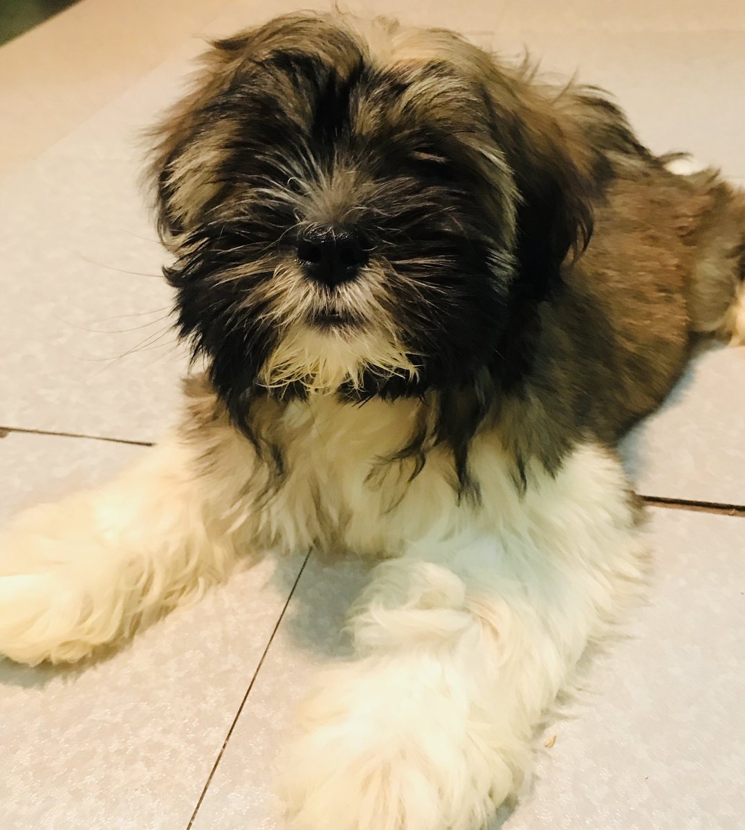 Sturdyyy151's tweet photo. Run free Zebi 😢 https://t.co/UfnjByFVxT