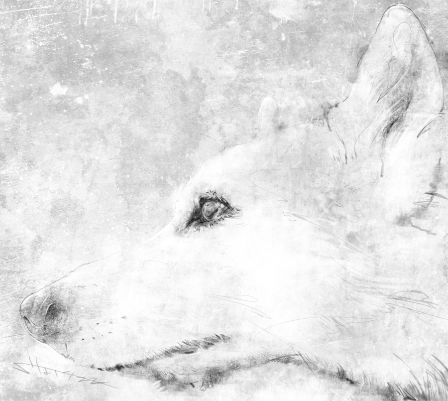 犬絵 Twitter Search Twitter