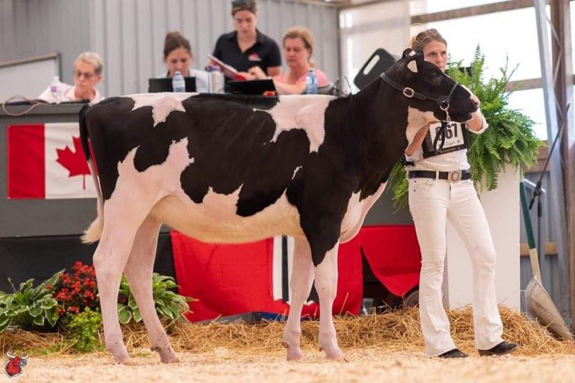 Tinber Lambda Litchi. 4th place intermediate calf today at the Ontario Summer Show out of a huge class of 39 head. Excited to see where this heifer takes us! BC owned Ontario shown. #primetimeholsteins