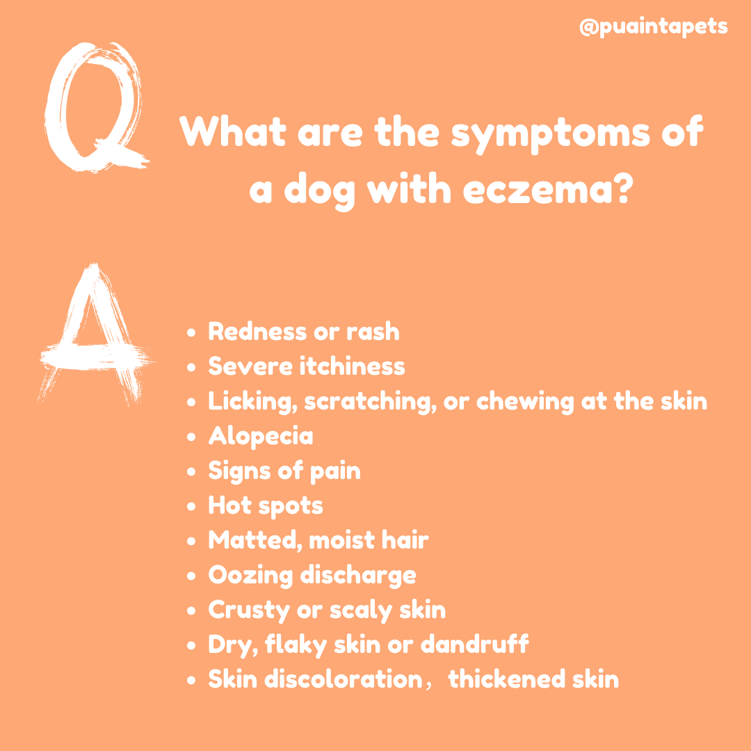 PuaintaPets's tweet photo. 🐕For many dogs, eczema means getting the right treatment for fleas, mites, ticks, or parasites. In other cases, food allergens must be removed from the diet, or other irritants.

#worms #pestcontrol #petowners #doghealth #pethealth #dogs  #dogsoftwitter  #CatsOfTwitter https://t.co/NYJfCO6dp6