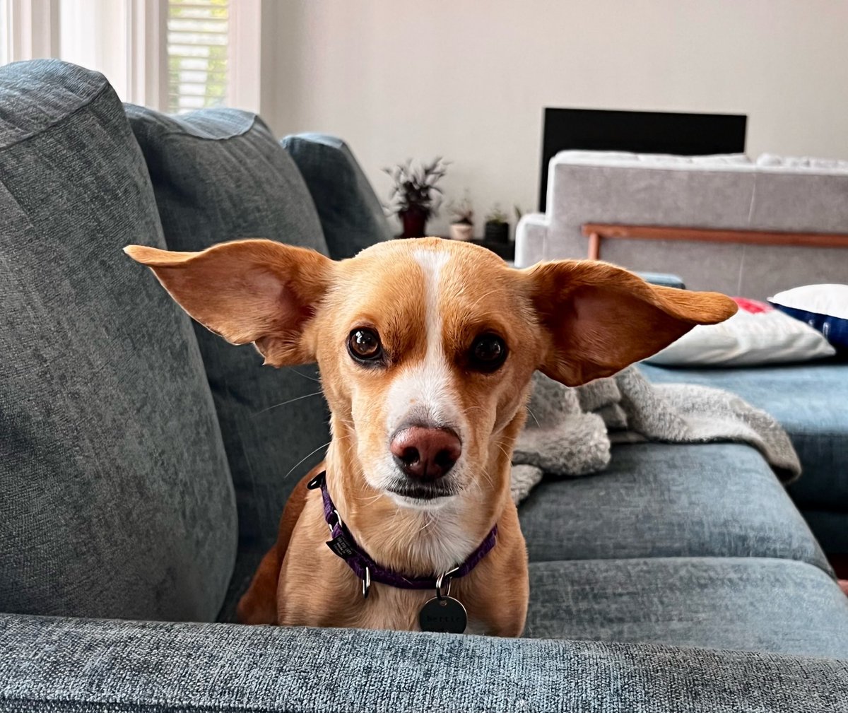 berties_ears's tweet photo. Hi friends! I haven’t been around much lately on the Twitters, but hope everyone is doing well!! 

#DogsofTwittter 
#dogs 
#DogsOnTwitter https://t.co/IfCX3l4WBV