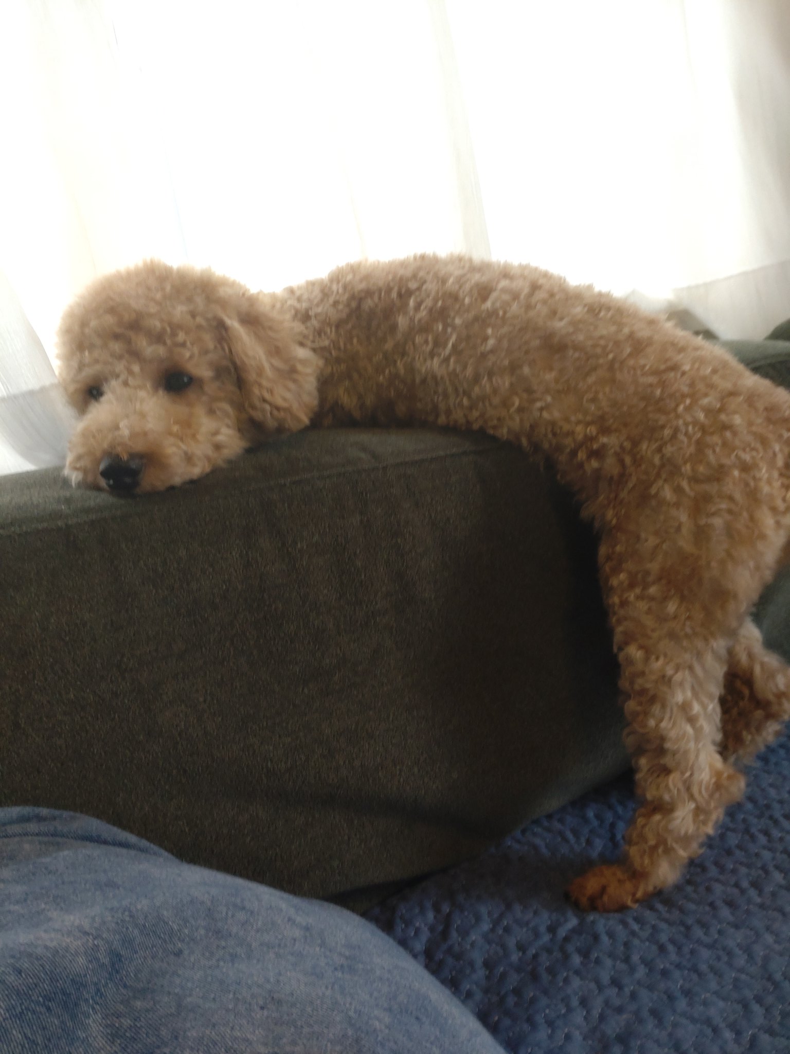 犬が好き Twitter Search Twitter