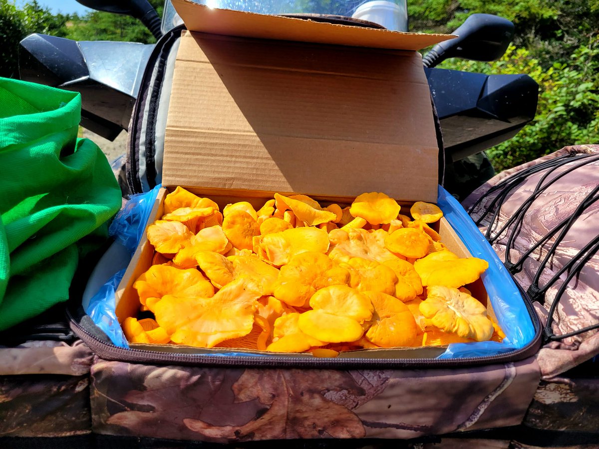 NewfoundlandNa's tweet photo. 🍄It's Chanterelle Season!! After the rain we've gotten this flush is amazing!🍄
We had an awesome day and an abundant harvest of Golden Chanterelles! 🙌
We also got to see some beautiful wildlife along the way 🦊
#newfoundlandandlabrador  #newfoundland #explorenl  #nature https://t.co/ql3Lf1sICR