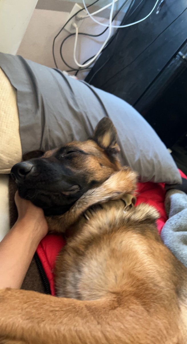 My baby girl Summer 🐕