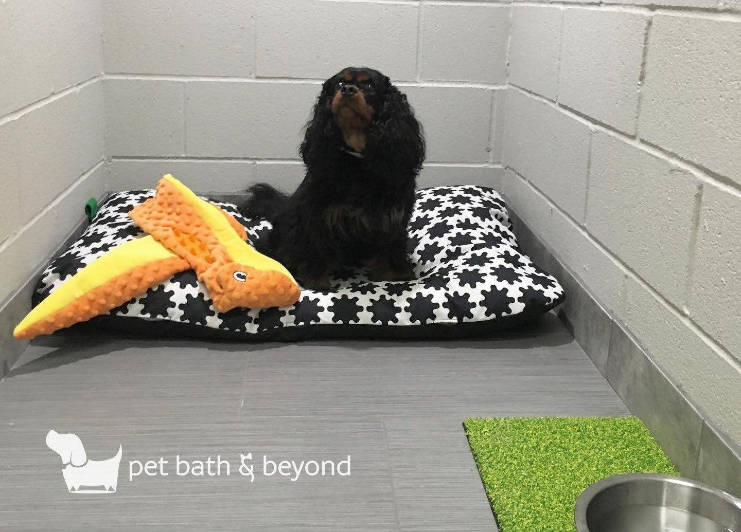 Pet bath and beyond sale