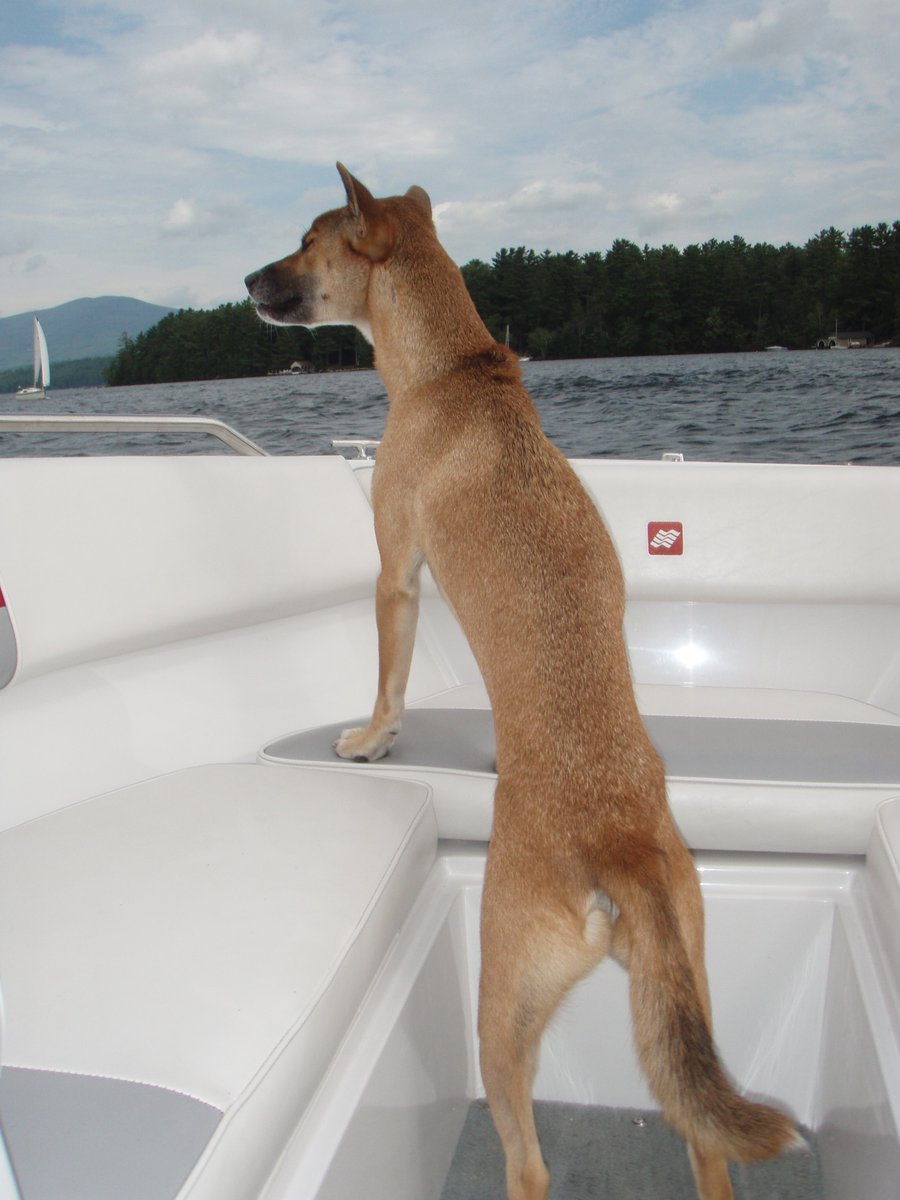 NGSingingDogCS's tweet photo. It's summer! Remember to put on your lifejacket!
#NGSDCS #NGSD #newguineasingingdog #newguinea #singers #dingo https://t.co/AKlbamAhiC