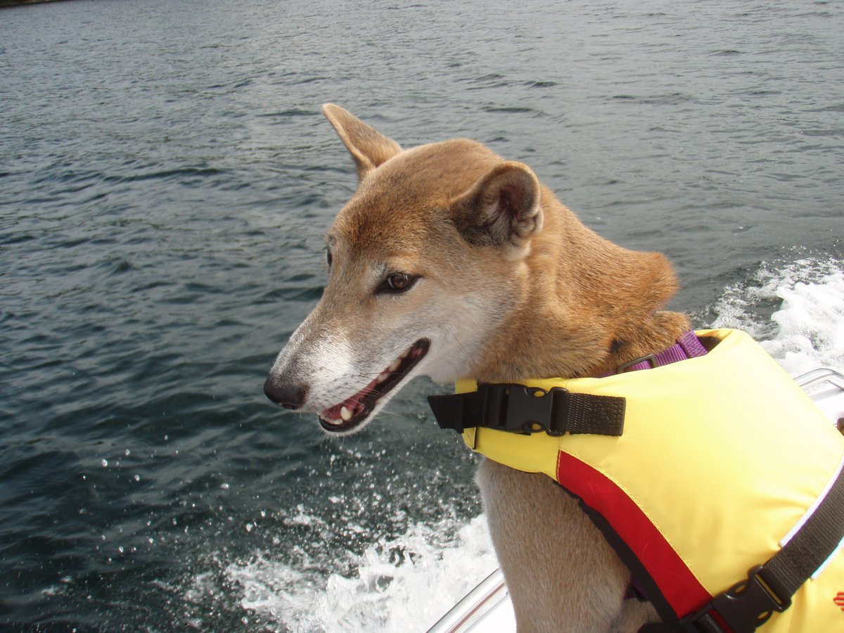 NGSingingDogCS's tweet photo. It's summer! Remember to put on your lifejacket!
#NGSDCS #NGSD #newguineasingingdog #newguinea #singers #dingo https://t.co/AKlbamAhiC